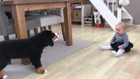 FIRST MEETING BABY vs DOG PUPPY