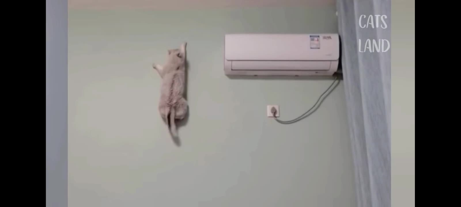 Clever Cat