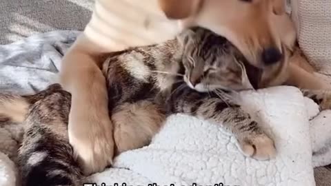 The way he just opened his whole mouth to eat her head 🤣