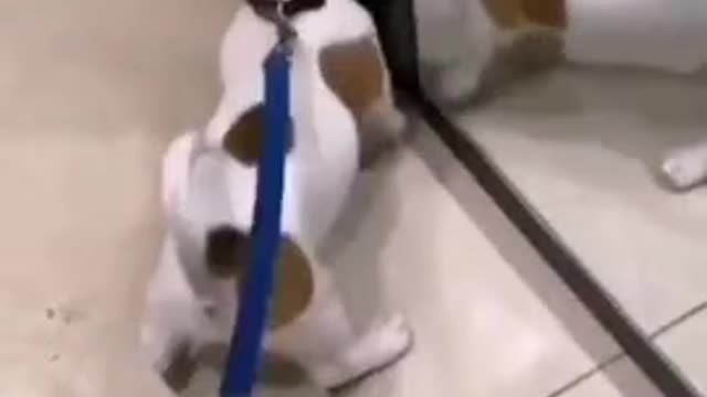 Puppy encounters his reflection in a shoe store mirror