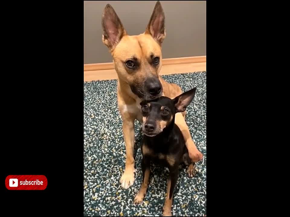 funny dog videos try not to laugh impossible