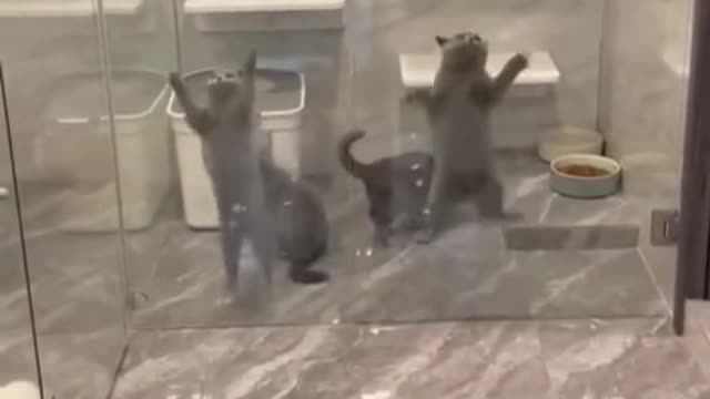 Funny cat gang jumping