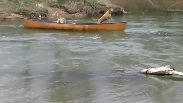 Heroic Dog Rescues Two Dogs Trapped In A Moving Kayak