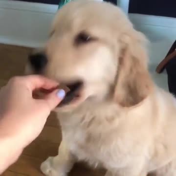 Baby and puppy besties love playing outside together #13698778