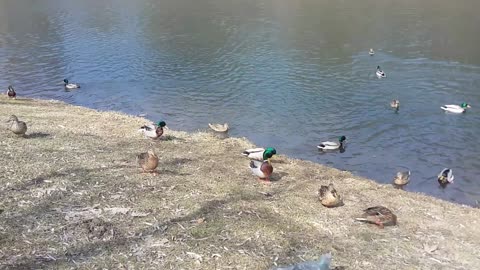 Ducks in the park