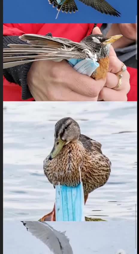 The secret lifes of the masks. / A maszkok titkos élete.