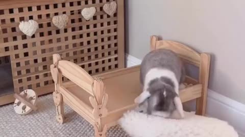 Bunny 🐇 don't like comfortable bed 🛏️