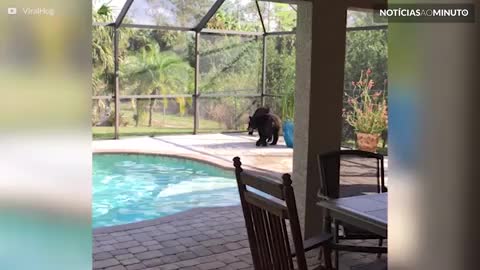 Ursos se divertem em piscina na Flórida