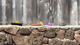 # Back Yard Birds Hawaii