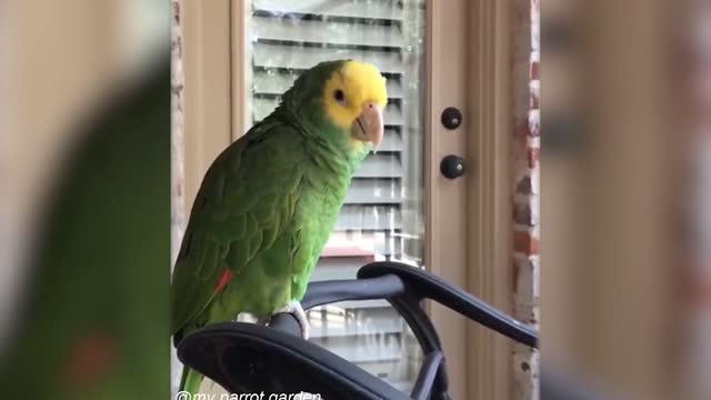 Funny Animals Videos 🤣Best Of The2021 Funny Animal