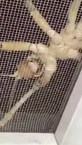 Grasshopper in Australia