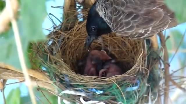 First Flight - a Baby Bird's Story