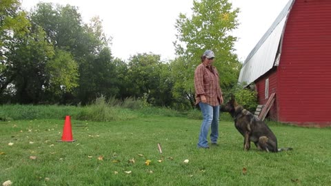 Novice Trick Dog - 13. Baton Jumping.