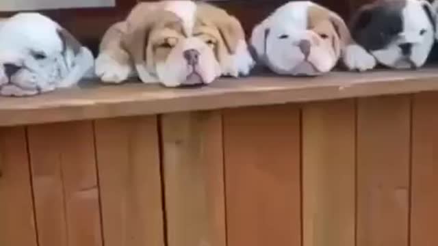 FUNNY CUTE PUPPIES / FUNNY Funniest Animals