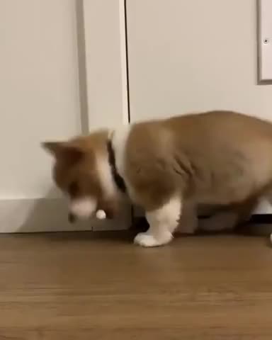 Funny corgi puppy