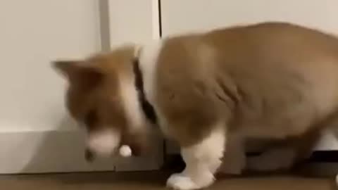 Funny corgi puppy