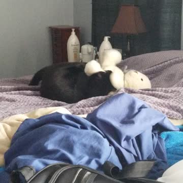 Attack of the mean cat!