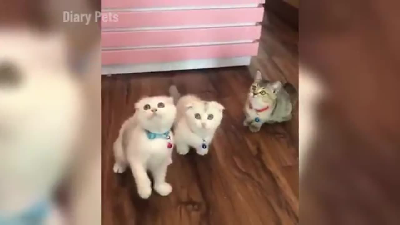 Funny Cats and Dogs Viral🤣🤣