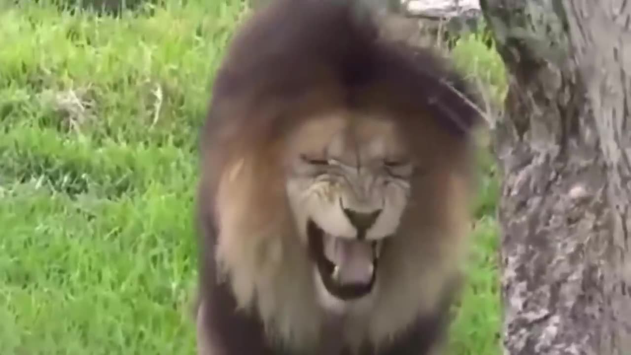 Animal Prank Video Dog Lion Tiger.