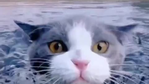 Cat adventure
