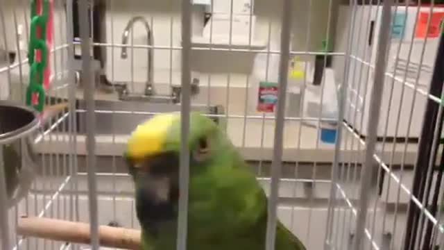 Funny birds talking nonstop