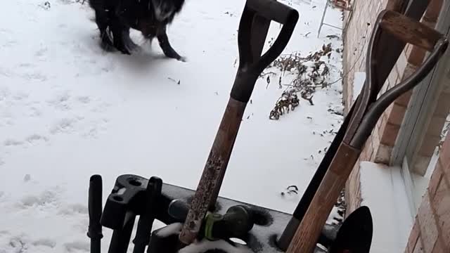 2 Dogs Playing in the Snow