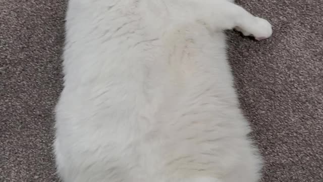 Fat cat i don't want anything
