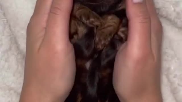 Cute dog in the world 😍😍