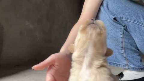 At the sound of the bell,And he started howling