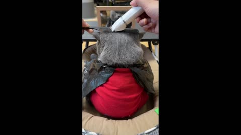 Barber cat