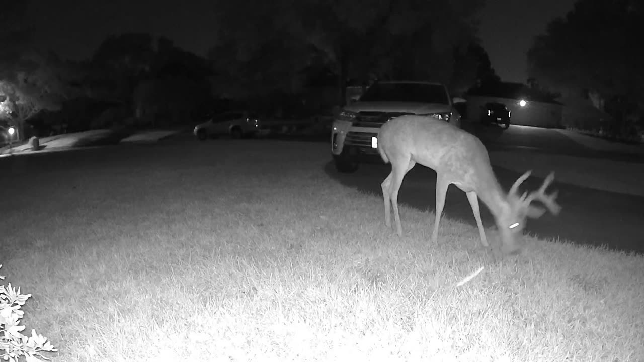 Whitetail deer in my Cypress (Houston) neighborhood - August 15, 2023 0226