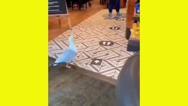 Seagull crime