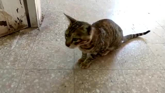 cat meows on the floor)