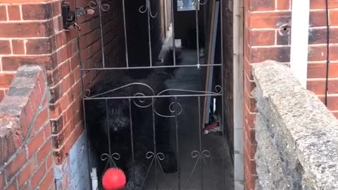 Being fenced in won't stop this pup from playing fetch with strangers