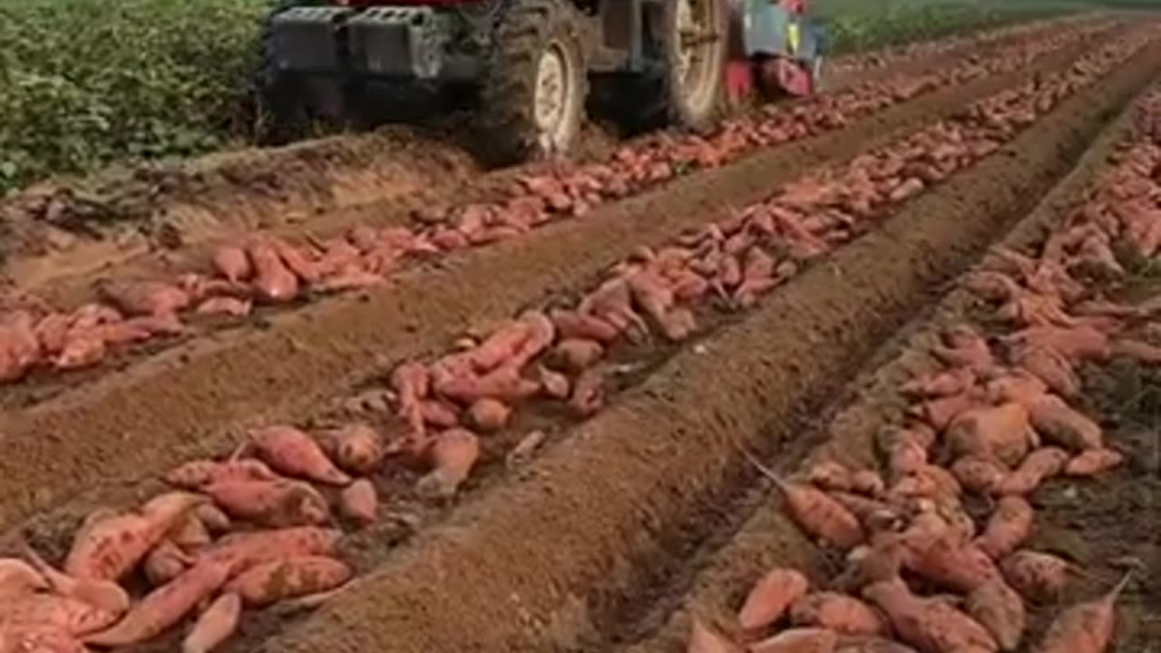 Sweet Potatoes farming #farming #harvesting