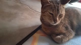 Cat sleeping