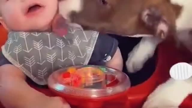 Dog Shows The Baby Some Love