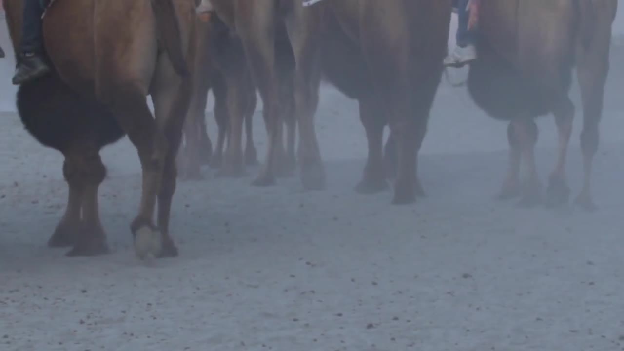 Hunder Sand Dunes Nubra Valley Bactrian Camels Ride Ladakh India