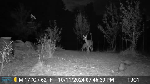 Doe, Fawns, and Opossums I
