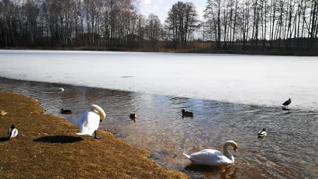 Have you seen how thoroughly Swan is cleaning itself?