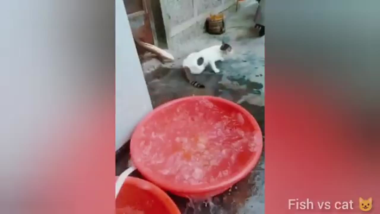 BEST FUNNIEST CATS AND DOGS VIDEOS 2024