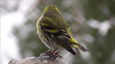 The nature of songbirds