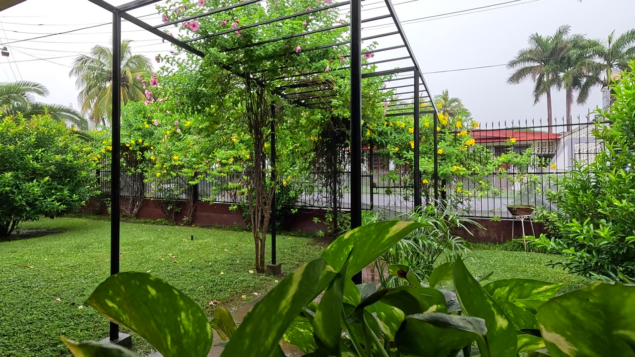 Nicaragua Front Yard Rain Storm 🇳🇮