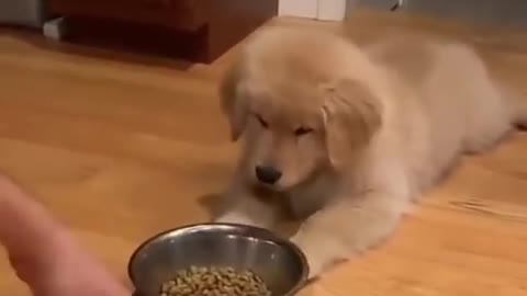 Naughty Golden Retriever Puppy Refuse To Eat His Food