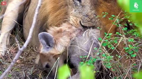 All The Wild Animal Survival Face-To-Face