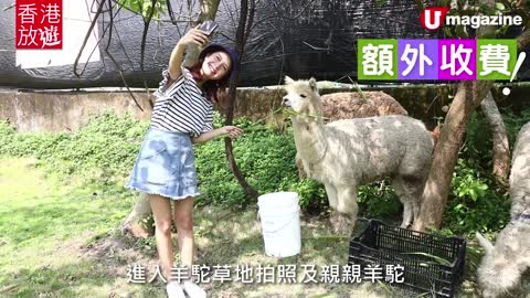 Alpaca farms in Hong Kong