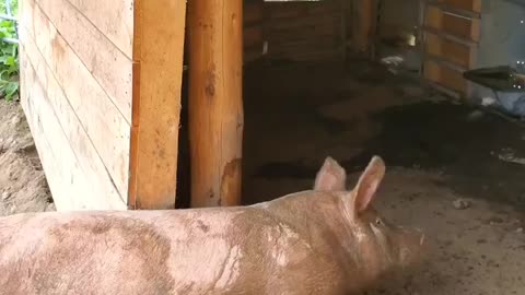 Itchy piggy