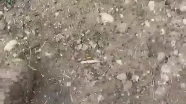Dead and Wounded Ukraine Soldiers