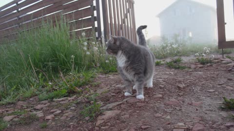 Friends red cat and corgi dog walking in a summer