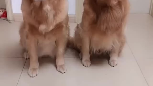 Super Cute Dog Hugging Each Other